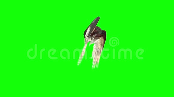 天使鸟翼羽毛拍打侧面3D渲染绿色屏幕视频的预览图