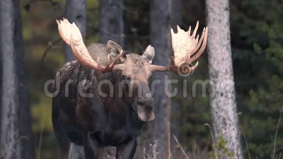 加拿大贾斯珀冬季驼鹿视频剪辑视频的预览图