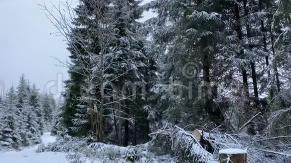冬季山脉有雪哈兹森林湖奥德泰奇景观视频的预览图