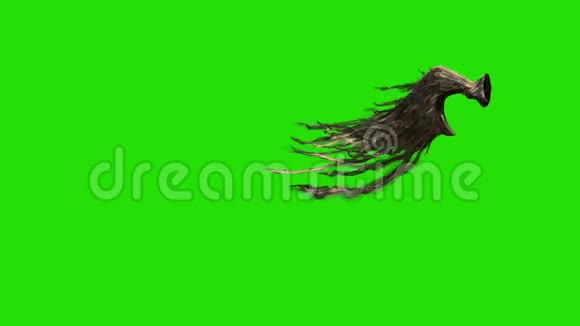 彩色棕色羽毛翼侧绿色屏幕三维渲染动画视频的预览图
