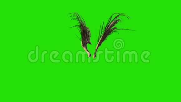 彩色棕色羽毛翼绿色屏幕三维渲染动画视频的预览图
