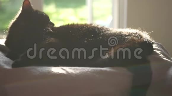 黑猫猫在阳光下梳洗视频的预览图