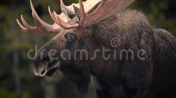加拿大贾斯珀冬季驼鹿视频剪辑视频的预览图