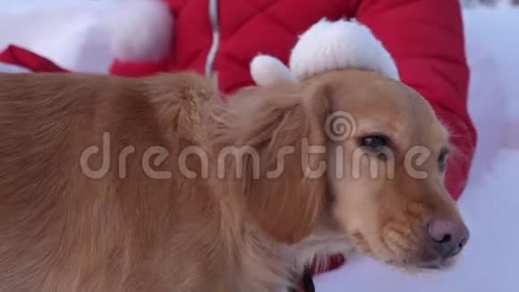 冬天孩子们的手抚摸一只狗女孩在圣诞夜的冬天公园里和一只狗玩女主人和宠物视频的预览图