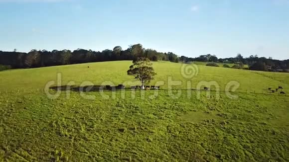 空中的单棵大树下面是绿色草地围场中的奶牛视频的预览图
