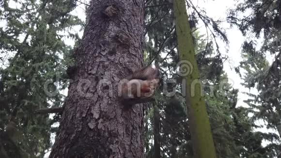 冬天树上的松鼠在森林里吃坚果视频的预览图