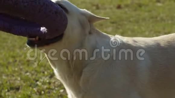 明亮的拉布拉多猎犬在草地上缓慢地玩宠物戒指玩具不同意见视频的预览图