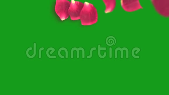 玫瑰花瓣形成心形绿色屏幕背景视频的预览图
