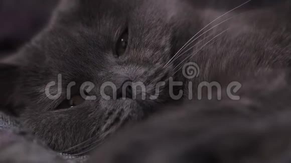 可爱的猫英国品种和灰色皮毛平静地休息和扭动视频的预览图