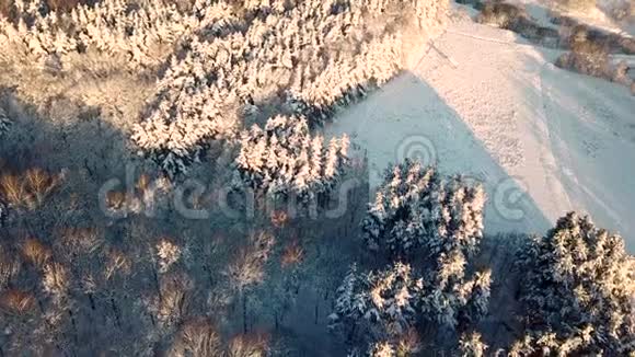 鸟瞰冬季森林的俯视图视频的预览图