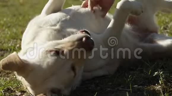 明亮的拉布拉多猎犬慢慢地躺在绿草上宠物主人手抚摸他的狗视频的预览图