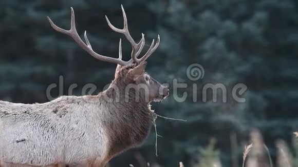 加拿大贾斯珀冬季麋鹿视频剪辑视频的预览图