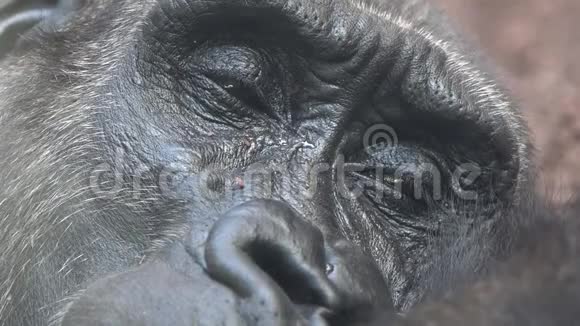 瞌睡大猩猩的眼睛视频的预览图