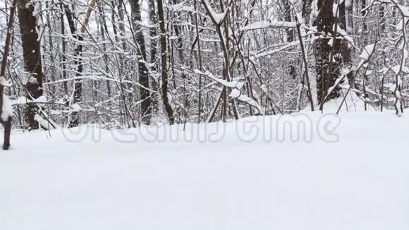 白雪皑皑的森林阳光明媚的冬日心情视频的预览图