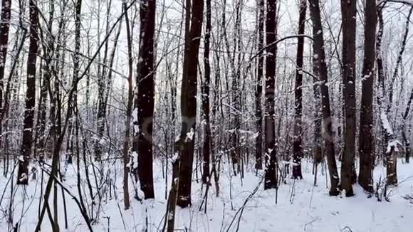 白雪皑皑的森林阳光明媚的冬日心情视频的预览图