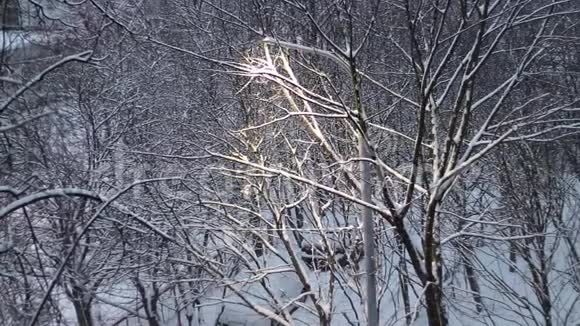 冬天下雪早晨光秃秃的树视频的预览图