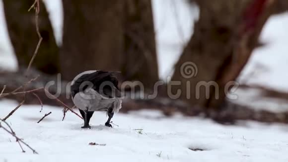 皇冠鸟坐在白色的雪灰色的乌鸦喙上视频的预览图