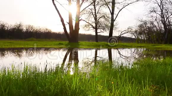 湖在林中黎明的背景下视频的预览图