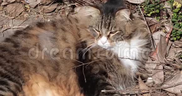 西伯利亚猫躺在阳光下视频的预览图