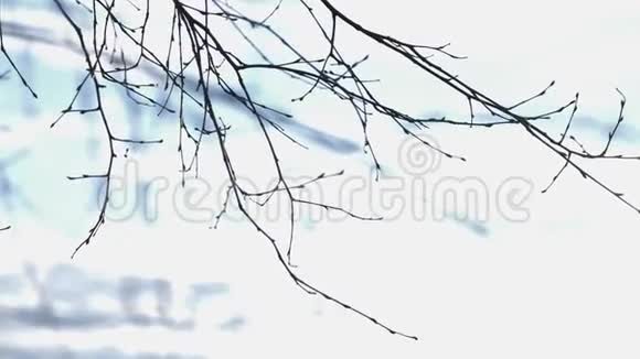 冬日寒风中的树枝视频的预览图