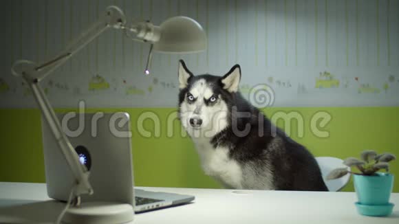 西伯利亚哈士奇狗坐在椅子上唱歌一边看笔记本电脑屏幕家在线宠物教育有趣的研究视频的预览图