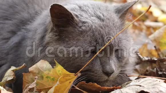 灰猫睡在秋天的黄叶上视频的预览图