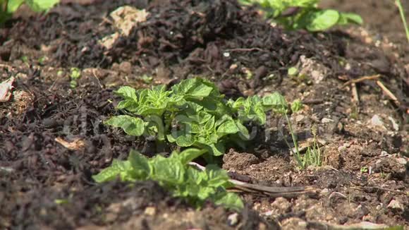 婴儿菠菜植物在土壤中视频的预览图