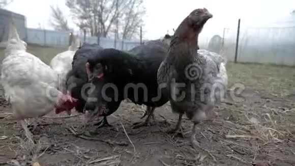 不同颜色的母鸡和公鸡在农村院子里散步和吃饭视频的预览图