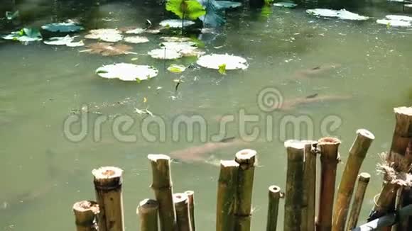 池塘里的一群大鲶鱼视频的预览图