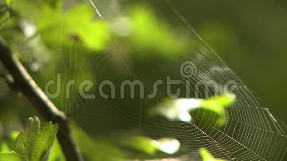 树林里的蜘蛛网视频的预览图