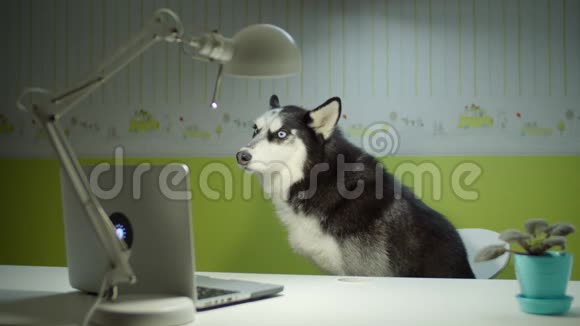西伯利亚哈士奇狗坐在椅子上看笔记本电脑屏幕家在线宠物教育有趣的学习理念视频的预览图