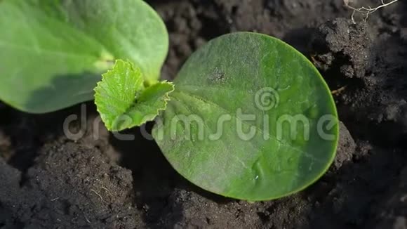 年轻的南瓜芽在潮湿的地面上叶子视频的预览图