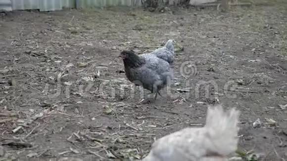 秋天一只灰色的母鸡在农村的院子里散步寻找食物一只白色的母鸡正在大便视频的预览图