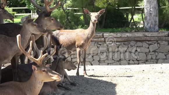 一群鹿在公园里休息视频的预览图