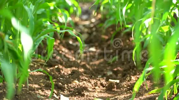 从地面看玉米植株的背景视频的预览图