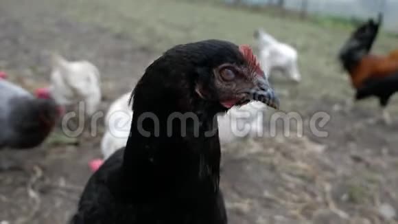 黑母鸡看着镜头而白灰母鸡则在附近散步寻找食物视频的预览图