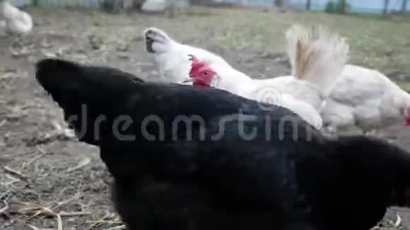 黑白母鸡正在农村的院子里散步寻找食物视频的预览图