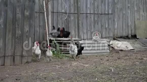灰白色的母鸡和公鸡在靠近灰色木栅栏的农村院子里互相追逐视频的预览图
