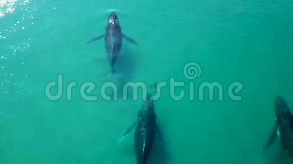 空中三只座头鲸与两只海豚在清澈的浅水中游泳视频的预览图
