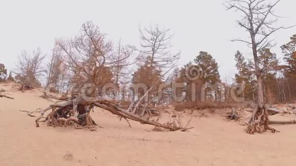 佩斯坎卡湾岩石间的老死树视频的预览图