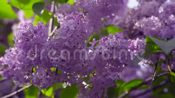 花园里盛开的紫丁香灌木的美丽景色视频的预览图