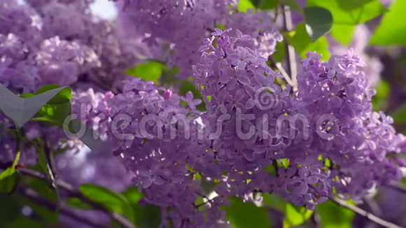 花园里盛开的紫丁香灌木的美丽景色视频的预览图