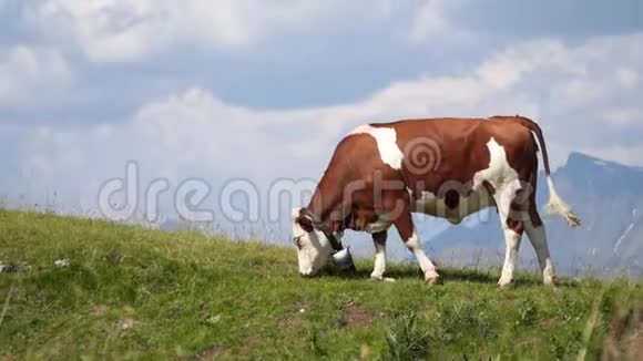 高山奶牛放牧吃草在山上产奶视频的预览图