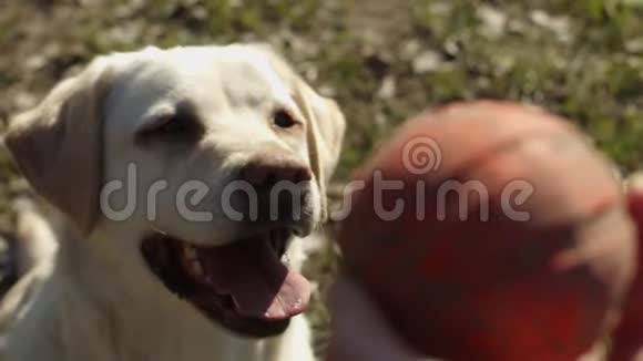 明亮的拉布拉多猎犬在草地上缓慢地玩宠物球玩具不同意见视频的预览图