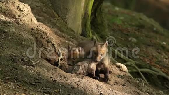 小的小红狐狸幼崽靠近巢穴好奇地看着周围视频的预览图