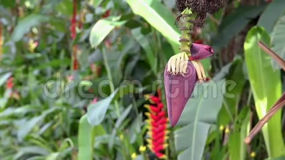 热带森林中棕榈树上的花序和一束香蕉视频的预览图