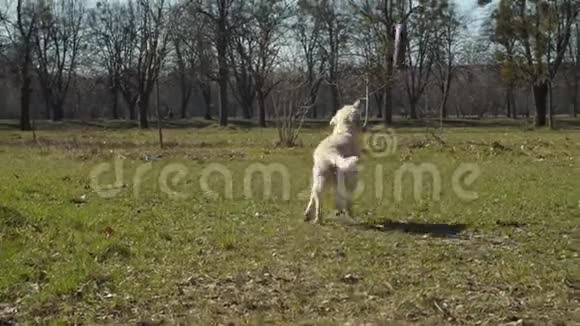 明亮的拉布拉多猎犬带着宠物玩具在草地上缓慢地奔跑纯种的不同看法视频的预览图