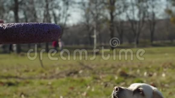 明亮的拉布拉多猎犬在草地上缓慢地玩宠物戒指玩具不同意见视频的预览图
