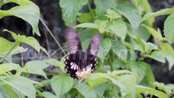 蝴蝶对花的缓慢运动视频的预览图