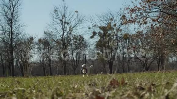 明亮的拉布拉多猎犬带着宠物玩具在草地上缓慢地奔跑纯种的不同看法视频的预览图